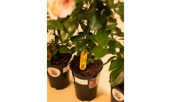 Kā atpazīt mūsu rozes?